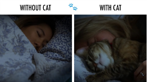 没猫VS有猫,哪个是你的现状?